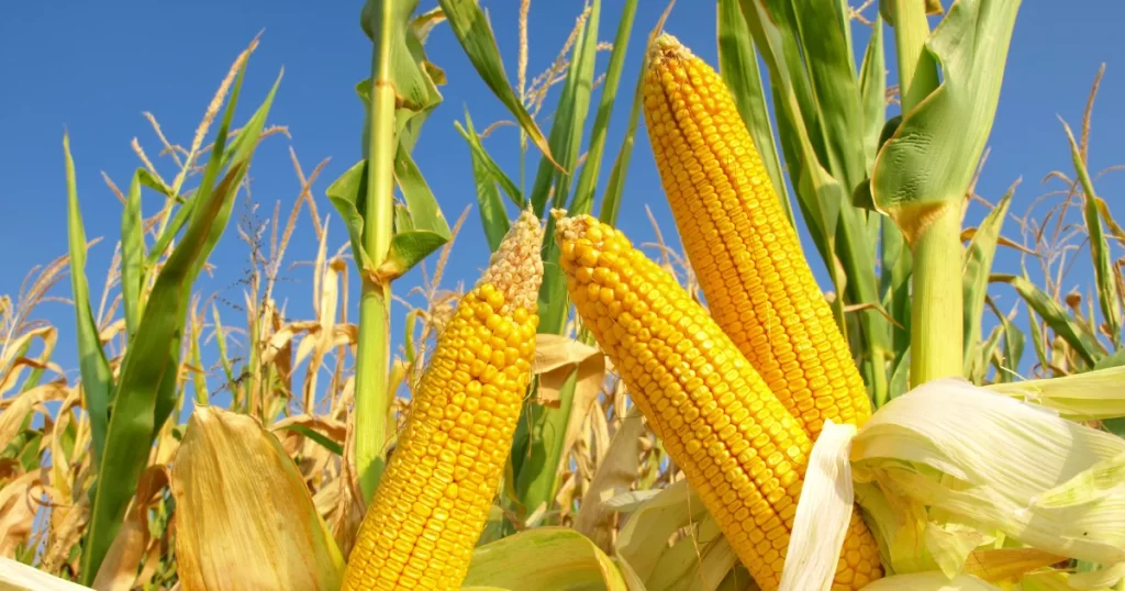 Corn-Rate-per-40-kg-Makai-Todays-Price